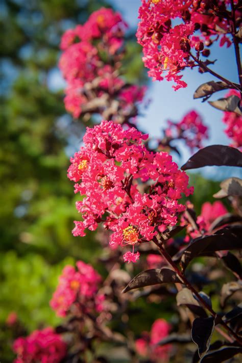 Magenta Magical Crepe Myrtle: A Delicate Balance of Beauty and Resilience